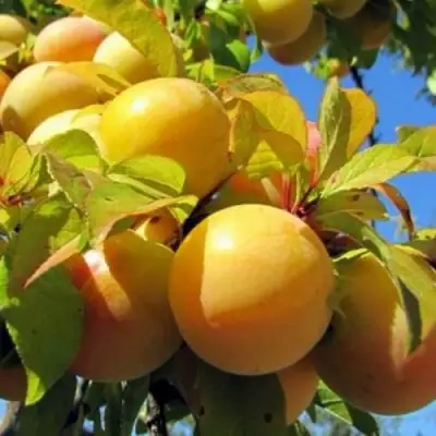 Слива МЕДОВАЯ ЖЁЛТАЯ в Самохваловичи