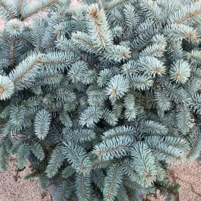 Ель ГЛАУКА колючая в Самохваловичи