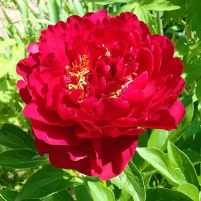 Пион ХРАБРЫЙ ВОИН травянистый в Самохваловичи