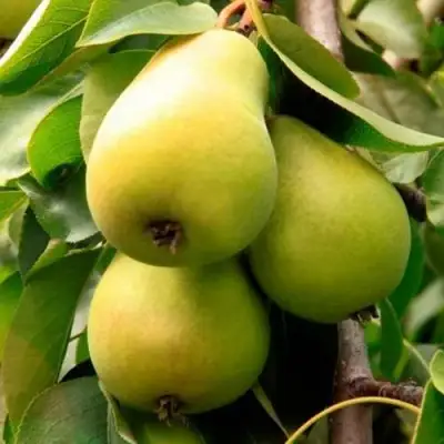 Груша НЕЖНОСТЬ колонновидная	 в Самохваловичи