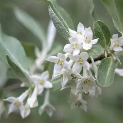 ЛОХ СЕРЕБРИСТЫЙ в Самохваловичи