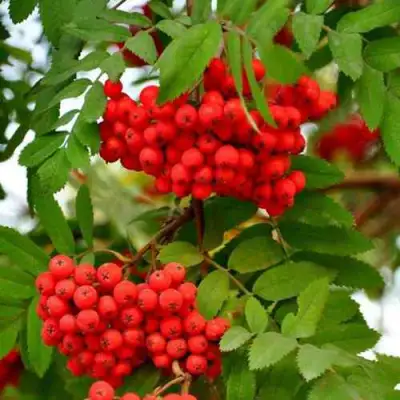 Рябина ОБЫКНОВЕННАЯ в Самохваловичи