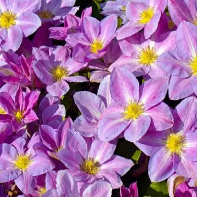 Клематис ЧЕЙНДЖ ОФ ХАРТ в Самохваловичи