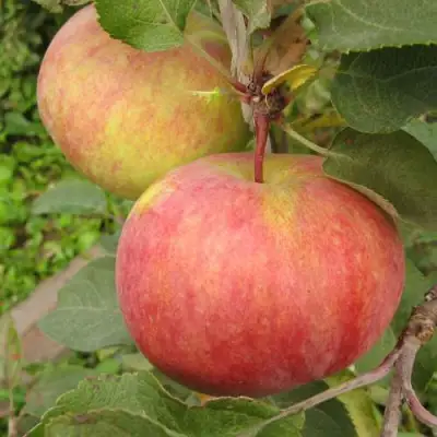 Яблоня ПЕРВОУРАЛЬСКОЕ в Самохваловичи