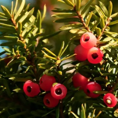 Тис ЭЛЕГАНТИССИМА ягодный в Самохваловичи