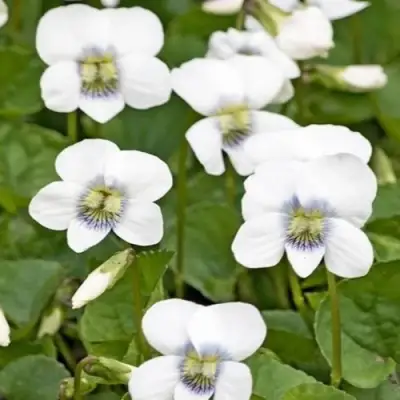 Фиалка АЛЬБИФЛОРА сестринская в Самохваловичи