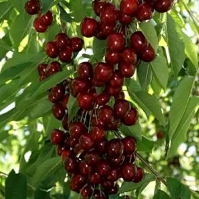 Черешня ХЕЛЕНА колоновидная в Самохваловичи