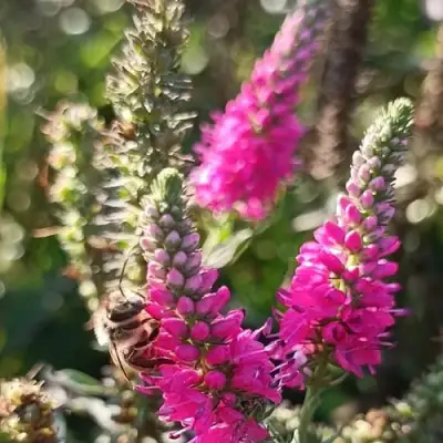 Вероника РОЗЕА колосковая в Самохваловичи