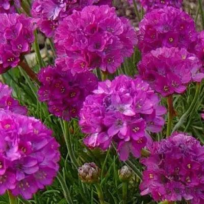 Армерия МОНИНГ СТАР ДИП РОУЗ в Самохваловичи