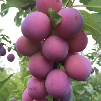 Слива ИМПЕРИАЛ колонновидная в Самохваловичи