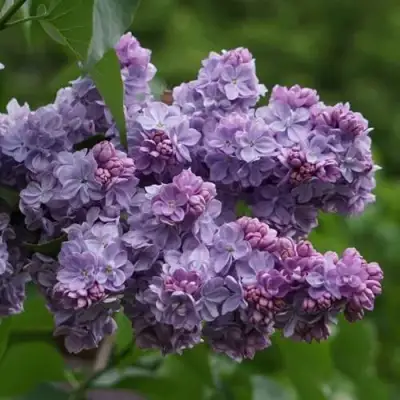 Сирень КАТЕРИНА ХАВЕМЕЙЕР в Самохваловичи