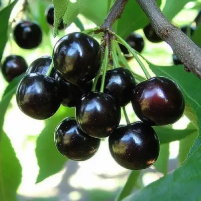 Вишня РОССОШАНСКАЯ ЧЕРНАЯ в Самохваловичи