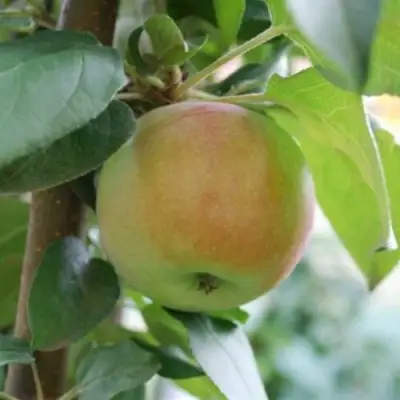 Яблоня ПОДСНЕЖНИК стелющаяся в Самохваловичи