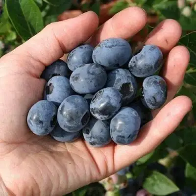 Голубика ПАТРИОТ в Самохваловичи