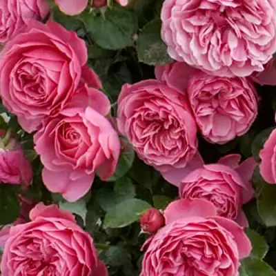 Роза ЛЕОНАРДО ДА ВИНЧИ флорибунда в Самохваловичи