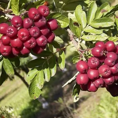 Рябина БУРКА сладкоплодная в Самохваловичи