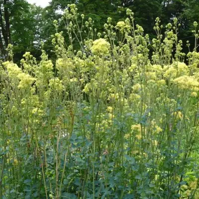 Василистник ГЛАУКУМ желтый в Самохваловичи