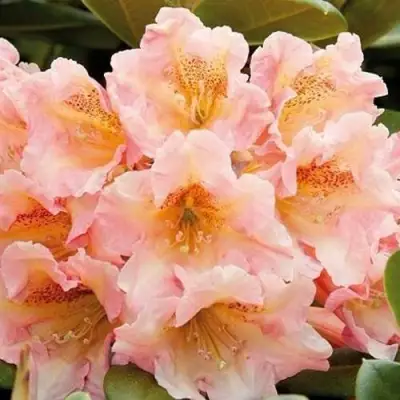 Рододендрон ФЛАУТАНДО в Самохваловичи