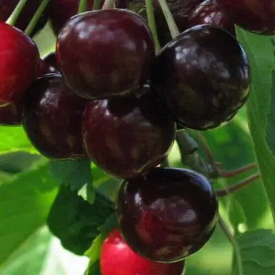 Черешня ВАЛЕРИЙ ЧКАЛОВ в Самохваловичи