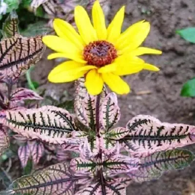 Гелиопсис САММЕР ПИНК в Самохваловичи