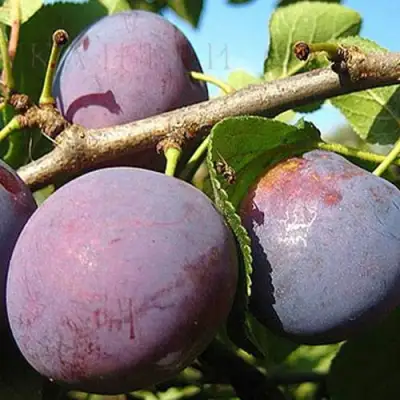 Слива СТАРТОВАЯ в Самохваловичи