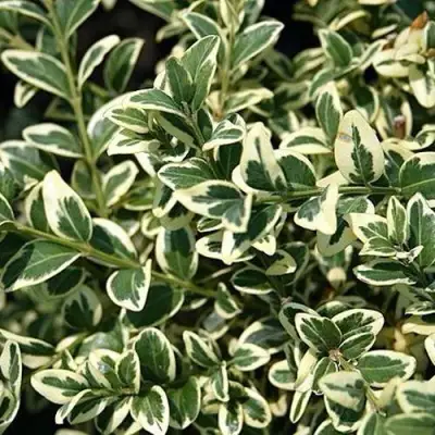 Бирючина ВАРИЕГАТУМ овальнолистная в Самохваловичи