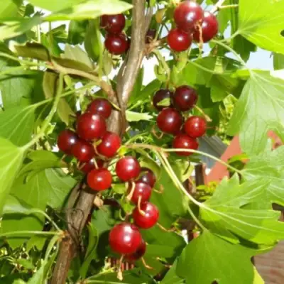 Смородина золотистая ВИШНЕВАЯ в Самохваловичи