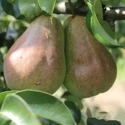 Груша БРЯНСКАЯ КРАСАВИЦА в Самохваловичи