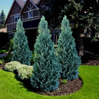 Кипарисовик ВАН ПЕЛЬТС БЛЮ лавсона в Самохваловичи