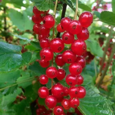 Смородина красная КОНСТАНТИНОВСКАЯ в Самохваловичи