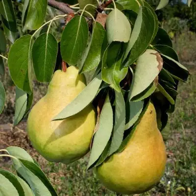 Груша ДЮШЕС ЛЕТНИЙ в Самохваловичи