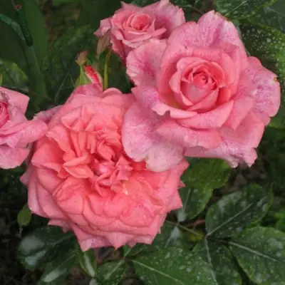 Роза ПЬЕР КАРДЕН чайно-гибридная в Самохваловичи