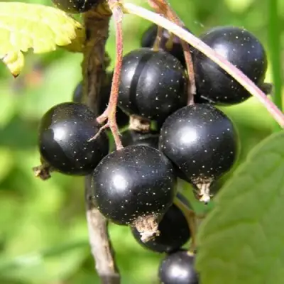 Смородина чёрная ПАМЯТЬ ВАВИЛОВА в Самохваловичи