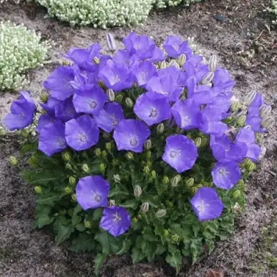 Колокольчик САНТА карпатский в Самохваловичи