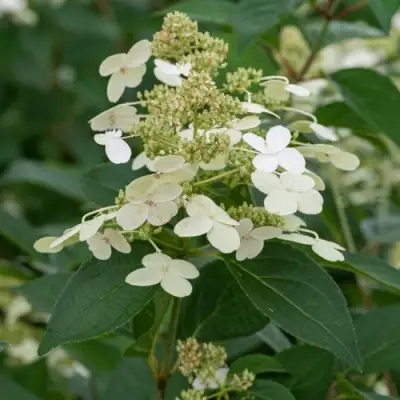 Гортензия ПРИМ ВАЙТ метельчатая в Самохваловичи