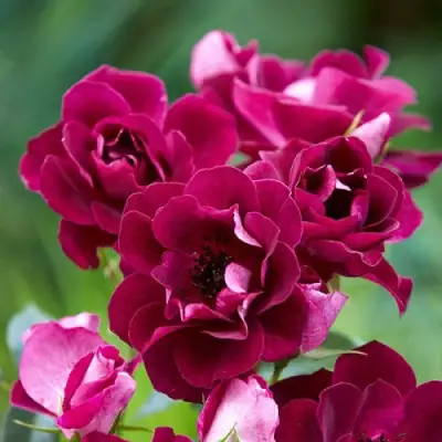 Роза БУРГУНДИ АЙС флорибунда в Самохваловичи