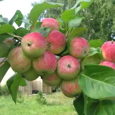 Яблоня ГРУШОВКА МОСКОВСКАЯ в Самохваловичи