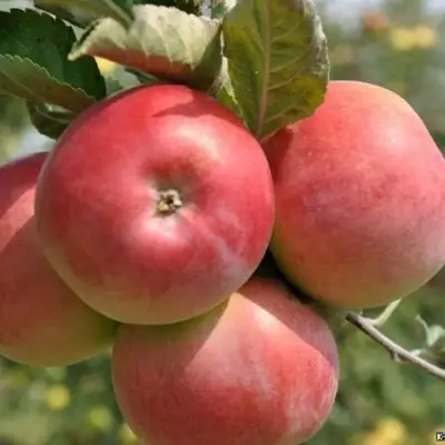 Яблоня ВЭМ-РОЗОВЫЙ в Самохваловичи