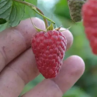 Малина КОРПИКО в Самохваловичи