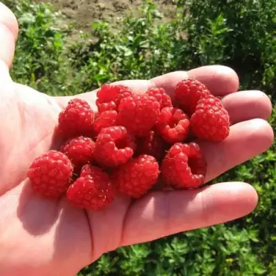 Малина БАЛЬЗАМ в Самохваловичи