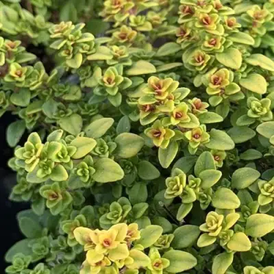 Тимьян АРЧЕРЗ ГОЛД в Самохваловичи