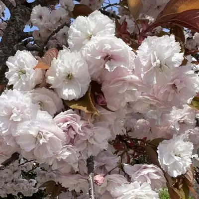 Сакура ШИРОФУГЕН в Самохваловичи