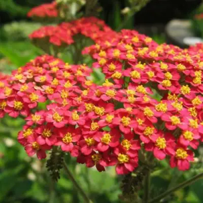 Тысячелистник ПАПРИКА обыкновенный в Самохваловичи