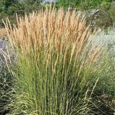 Вейник АВАЛАНШ остроцветковый в Самохваловичи