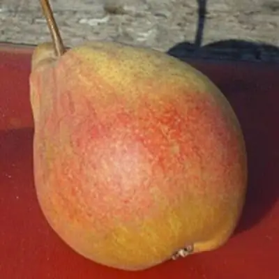 Груша ТАТЬЯНА в Самохваловичи