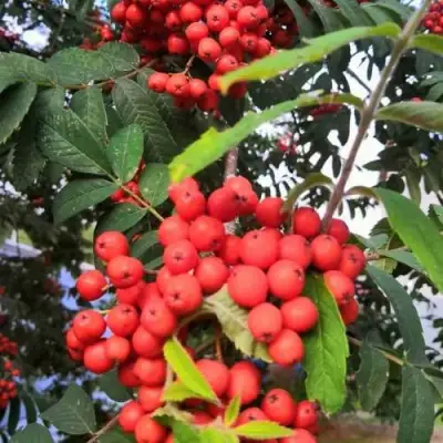 Рябина НЕВЕЖИНСКАЯ сладкоплодная в Самохваловичи