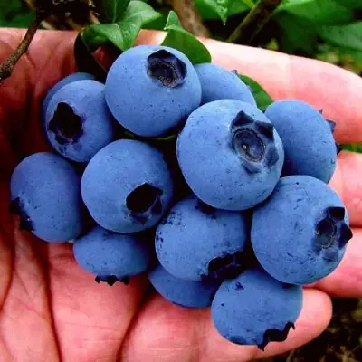 Голубика РЕКА в Самохваловичи