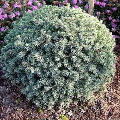 Ель ЭХИНИФОРМИС сизая в Самохваловичи