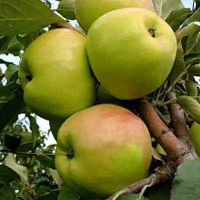 Яблоня БРАТ ЧУДНОГО стелющаяся в Самохваловичи