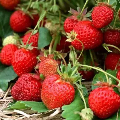 Клубника САН АНДРЕАС ремонтантная в Самохваловичи